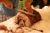 mangiatadaluppresidentelupmara125_small.jpg