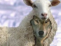 lupi divertenti  SONO PROPRIO IO !! LupPresident - Le pecorelle che scartano le "LAVO"  IO